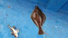 Pleuronichthys cornutus