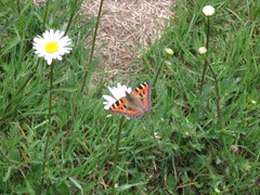 Aglais caschmirensis