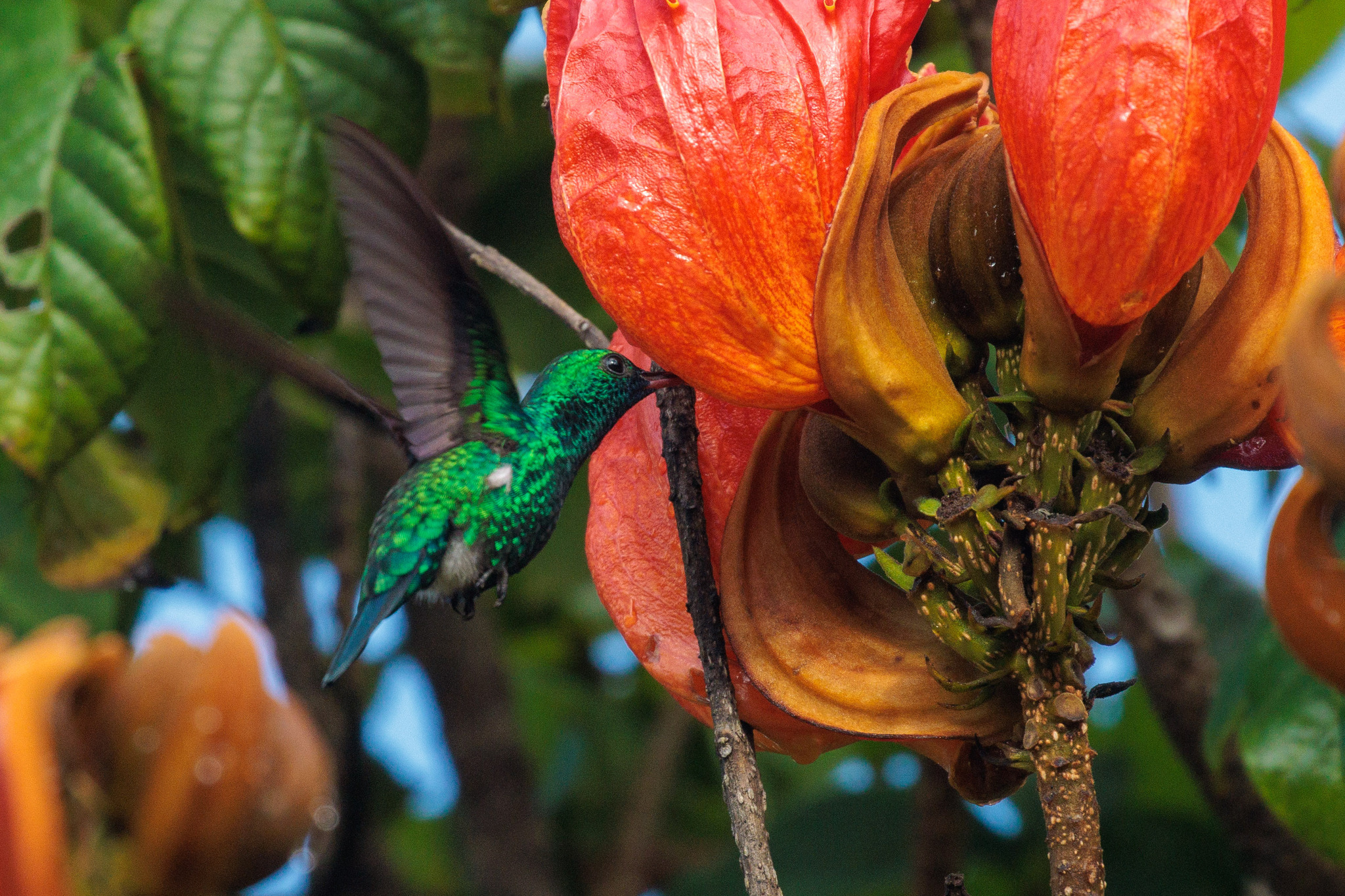 Blue-chinned Sapphire (Chlorestes notata), photo 1
