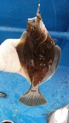 Pleuronichthys cornutus
