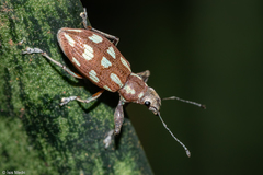 Naupactus bellus