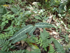 Gardneria multiflora