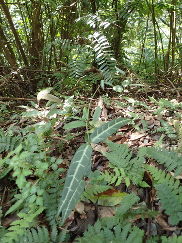 Gardneria multiflora (Gardneria multiflora)