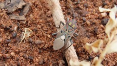 Spilostethus pandurus elegans