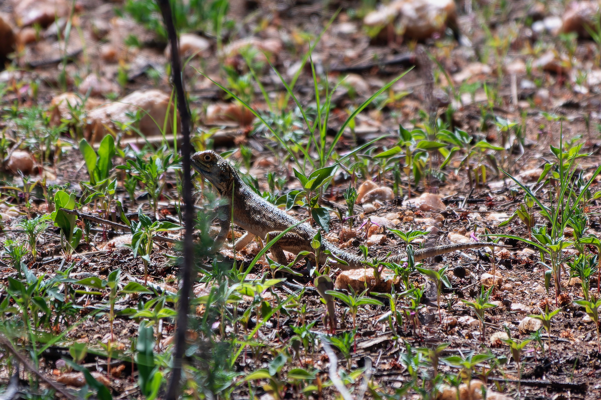 Agama aculeata Merrem, 1820