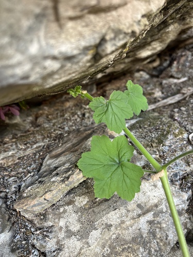Pelargonium acraeum, photograph 4