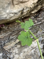 Pelargonium acraeum, photograph (c) katuchka, some rights reserved (CC BY)