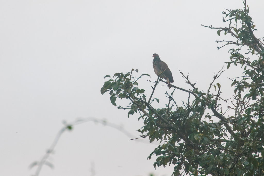 Scaled Pigeon
