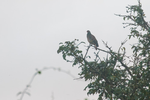 Scaled Pigeon