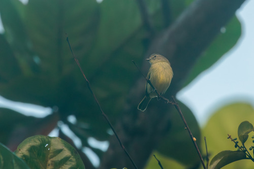 Slender-footed Tyrannulet (Zimmerius gracilipes)