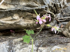 Pelargonium acraeum, photograph (c) katuchka, some rights reserved (CC BY)