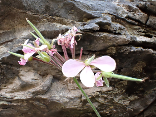 Pelargonium acraeum, photograph 6
