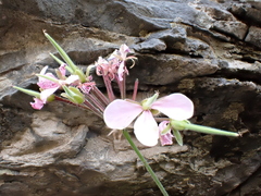 Pelargonium acraeum, photograph (c) katuchka, some rights reserved (CC BY)