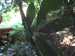 Cola natalensis