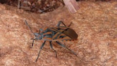 Spilostethus rivularis