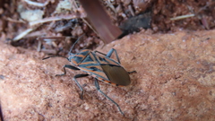 Spilostethus rivularis