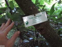 Cola natalensis