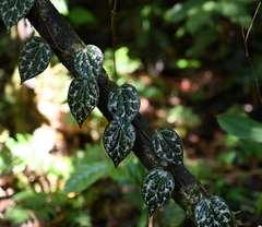 Piper porphyrophyllum