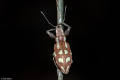 Naupactus bellus
