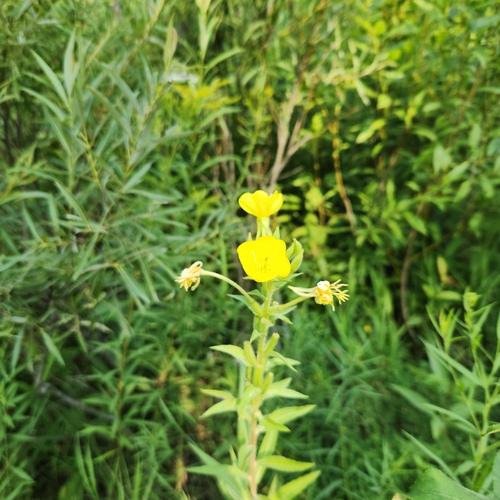 Evening primrose (Oenothera parviflora)