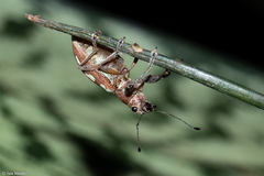 Naupactus bellus