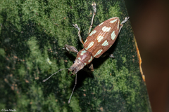 Naupactus bellus