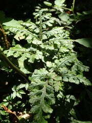 Sceptridium formosanum