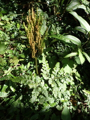 Sceptridium formosanum