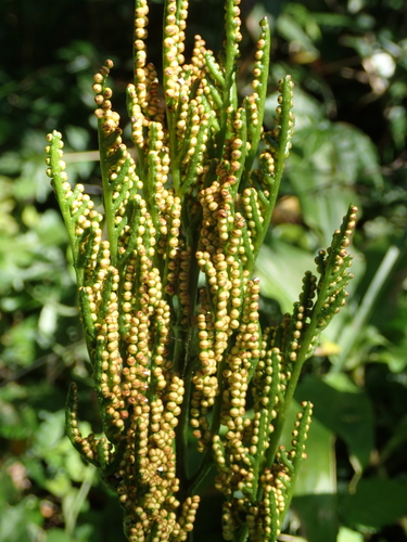 Image of Sceptridium formosanum by no rights reserved