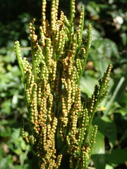 Sceptridium formosanum