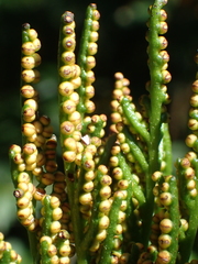 Sceptridium formosanum