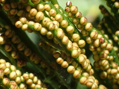 Sceptridium formosanum