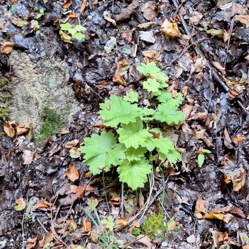 Alpine bells (Primula matthioli)