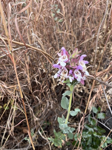Dolomite Sage (Salvia dolomitica)