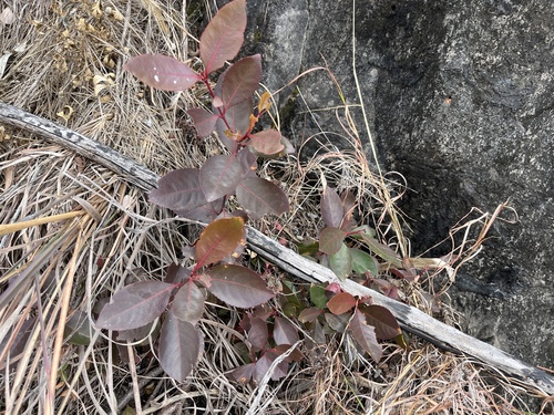 Catha edulis, photograph 3