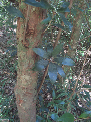 Englerophytum natalense