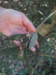 Englerophytum natalense