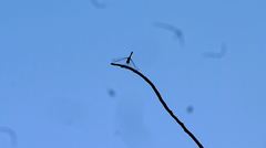 Pachydiplax longipennis