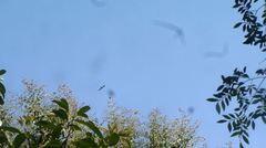 Ictinia mississippiensis