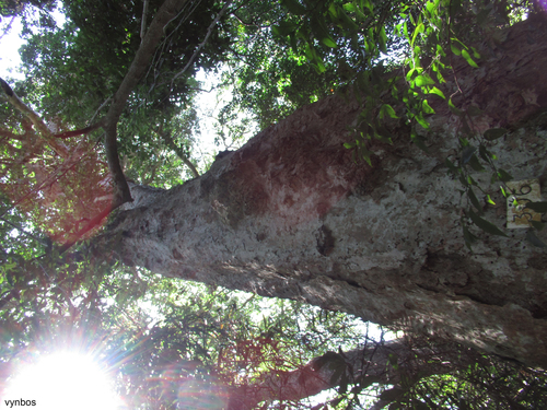 Stink Ebony (Heywoodia lucens)
