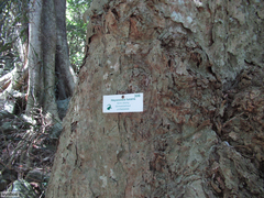 (c) Chris Vynbos, some rights reserved (CC BY-SA) Heywoodia lucens, photograph (c) Chris Vynbos, some rights reserved (CC BY-SA)