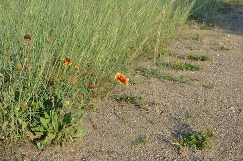 great blanketflower