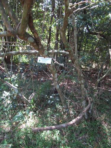 Velvet forest false-nettel (Acalypha glabrata)