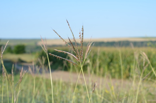 King Ranch bluestem