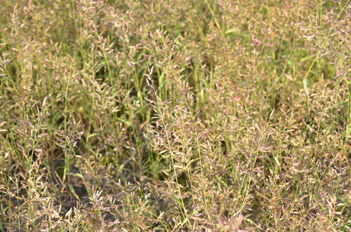 Little Lovegrass
