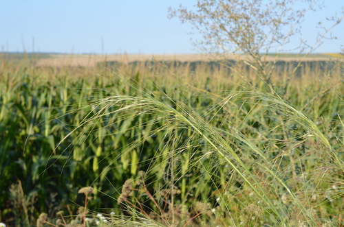 Dwarf Feather Grass