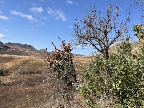 Lebombo Aloe (Aloe spicata)