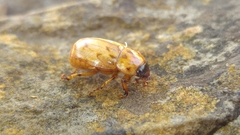 Cyclocephala lunulata