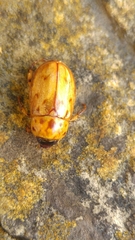 Cyclocephala lunulata