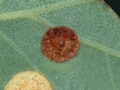 Common Spangle Gall Wasp